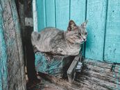 Grey Tabby Cat on Wood