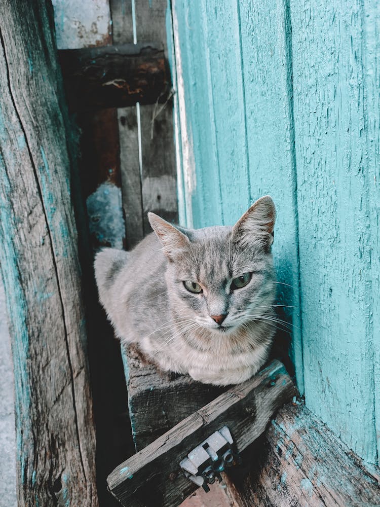 Gray Cat On Wooden Slab