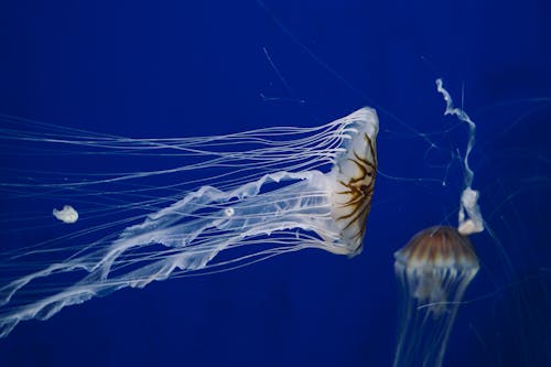 White and Brown Jellyfish in Blue Water