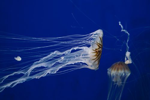 Free Captivating jellyfish glide gracefully in deep blue aquarium waters. Stock Photo