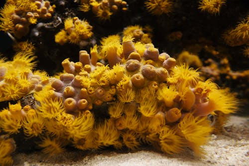 Yellow and Brown Coral Reef in Sea Underwater