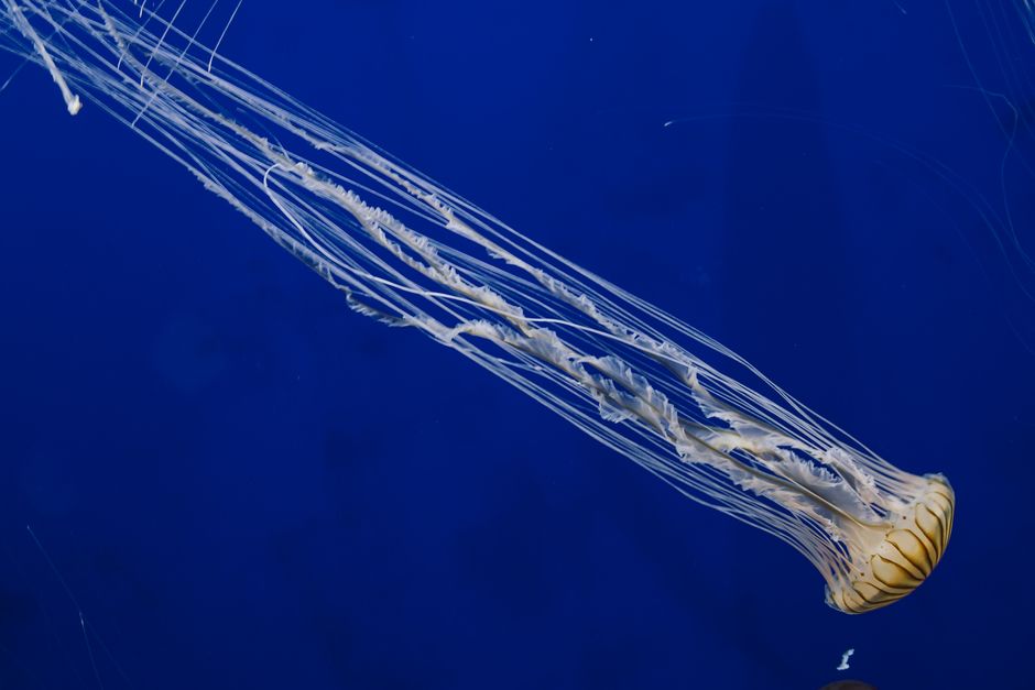 A long jellyfish with flowing tentacles glides against a vivid blue background.