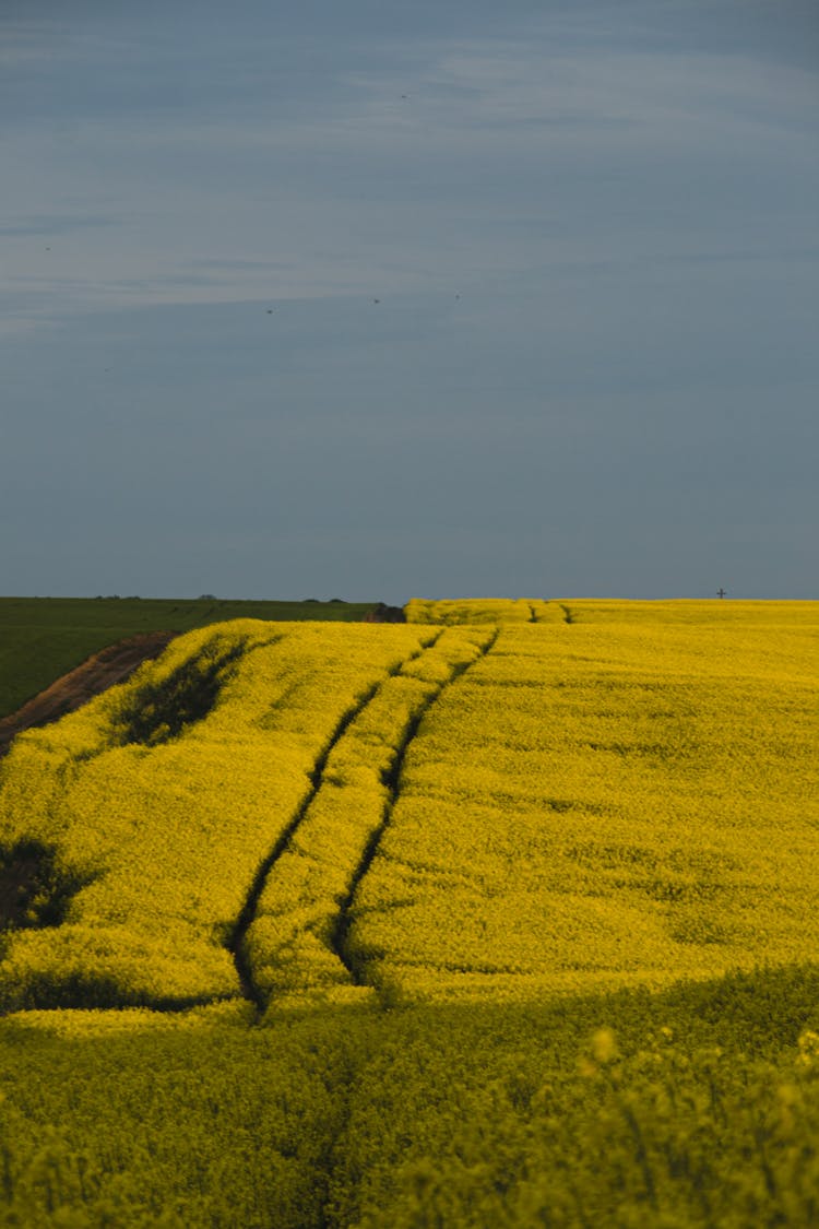 Traces On Flowers Field