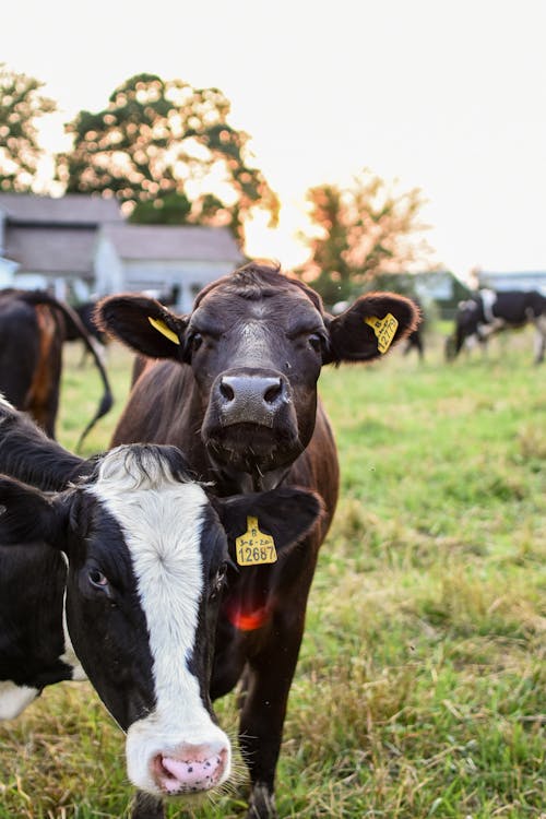 Free Cows with Ear Tags Stock Photo