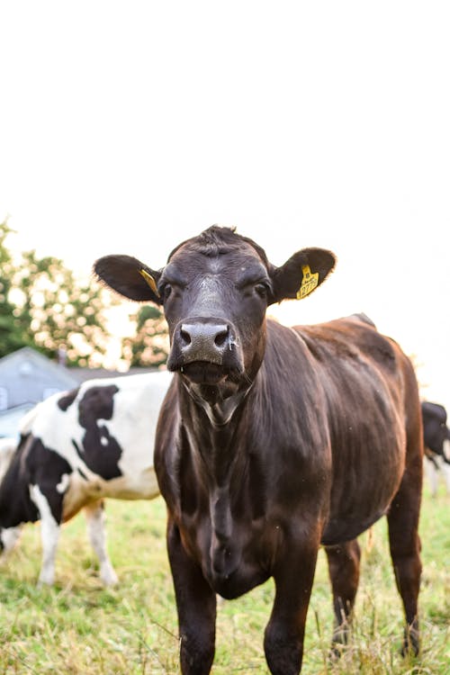 Free A Calf with Ear Tags Stock Photo