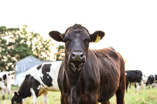 Black Cow on the Grass