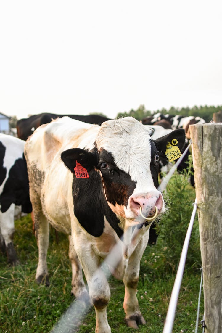 A Cow With Ear Tags