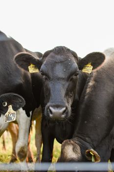 Detailed view of dairy cows with identification ear tags outdoors.