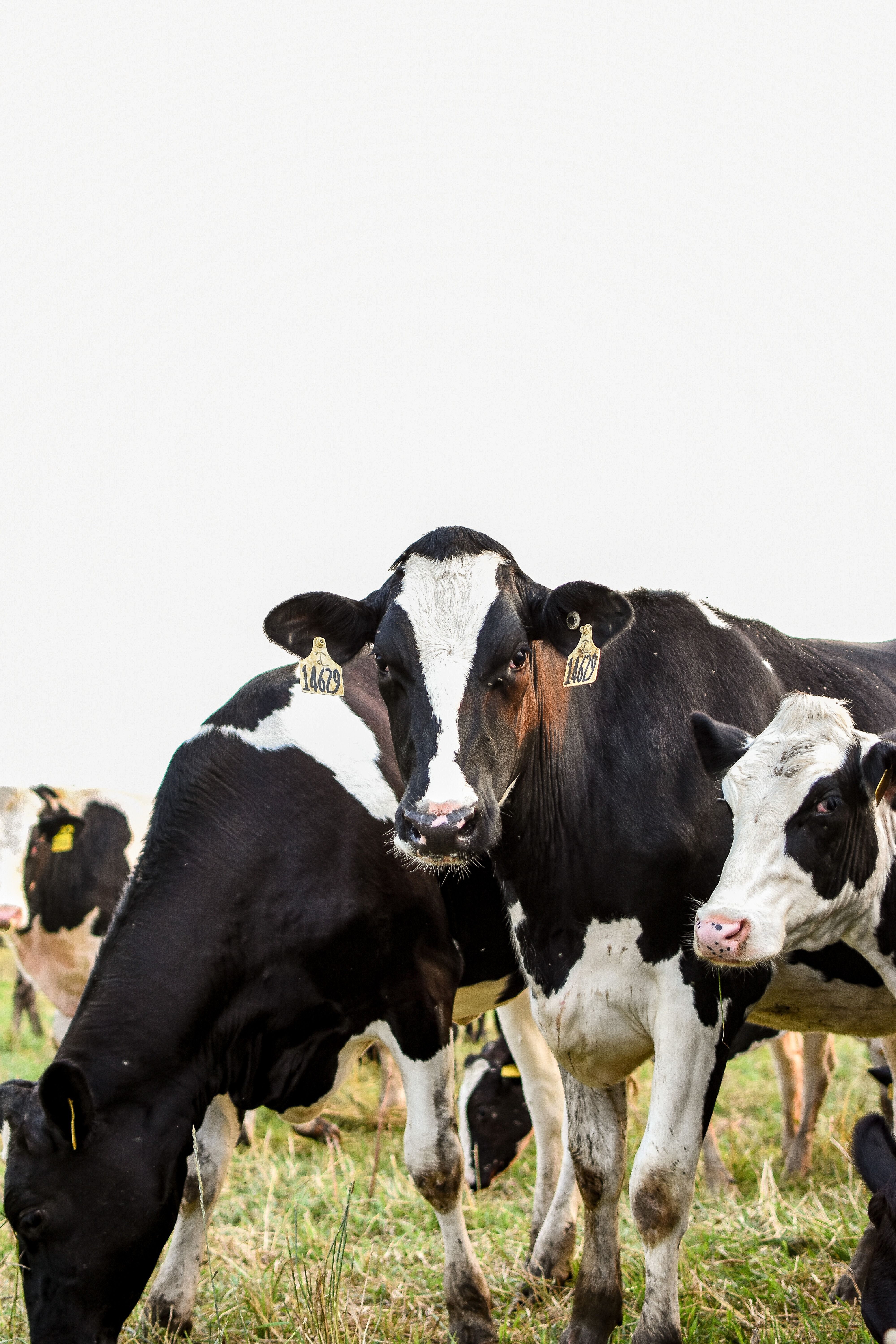 White and Black Cow on Green Grass Field · Free Stock Photo