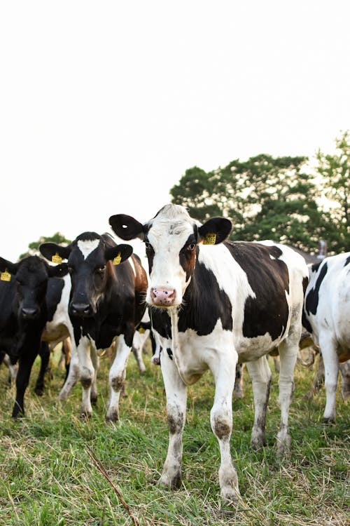 Darmowe zdjęcie z galerii z bydło, krowy, łąka
