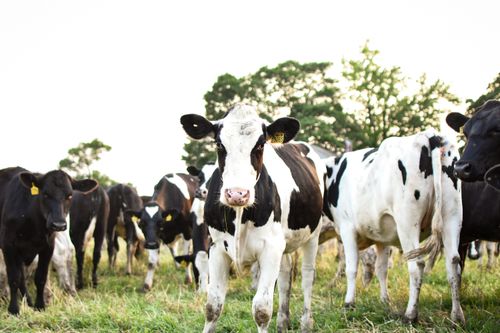 Free A group of Holstein cows grazing in a sunny outdoor pasture. Stock Photo