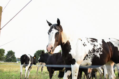 Free White and Black Horse on the Grass Field Stock Photo
