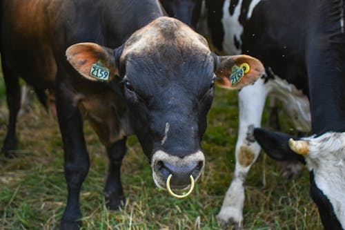 Kostenloses Stock Foto zu bauernhof, kuh, landwirtschaft