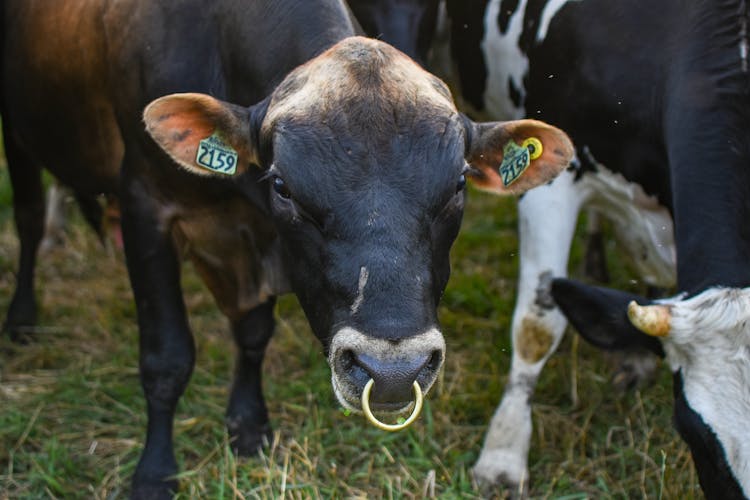 Cow With Nose Ring 