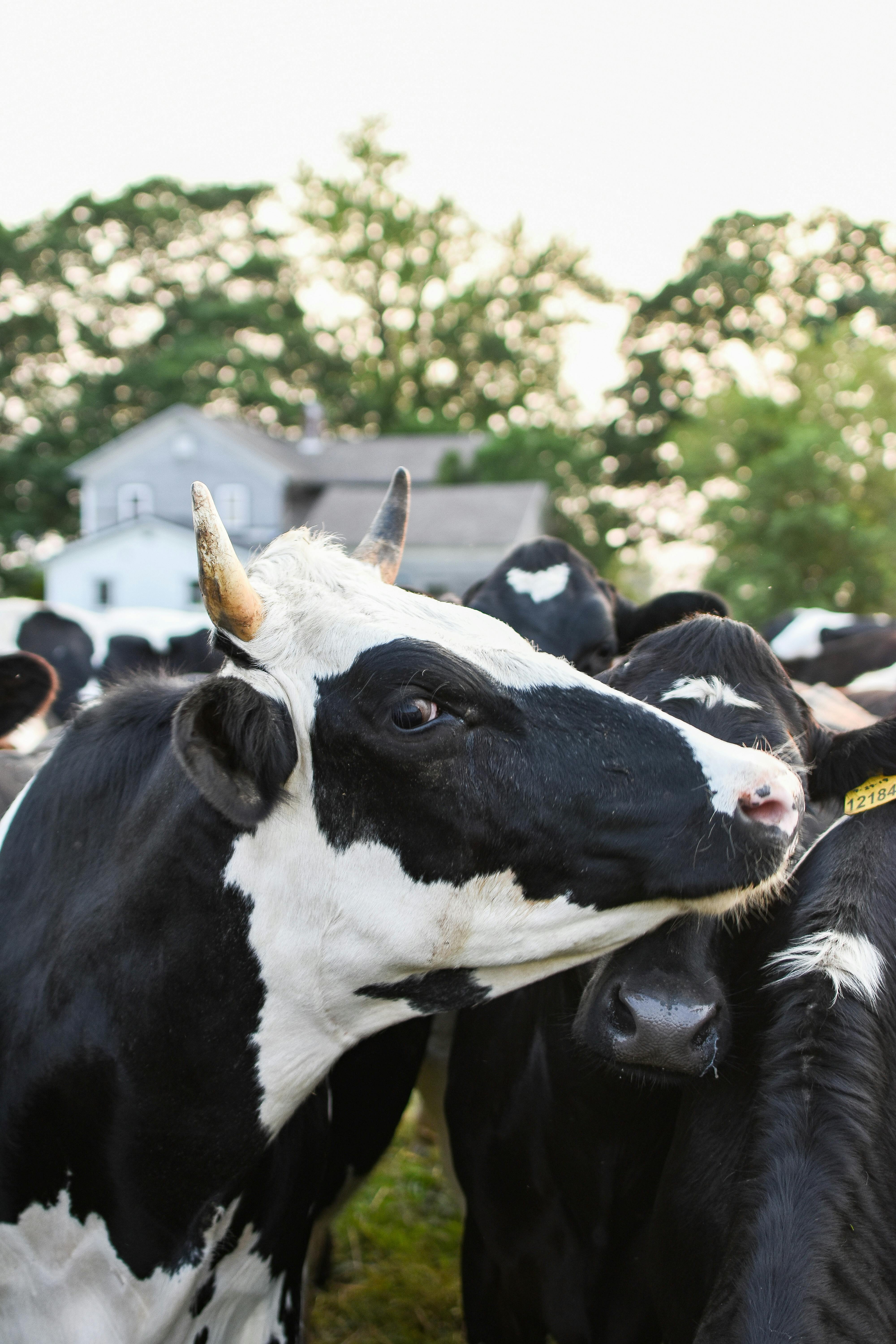 dairy cow #cows #field #grass #eating #walking #grazing #2K #wallpaper # hdwallpaper #desktop | Cow wallpaper, Dairy cows, Cow