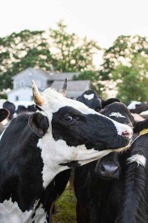 Základová fotografie zdarma na téma fotografování zvířat, holstein fríský, hospodářská zvířata