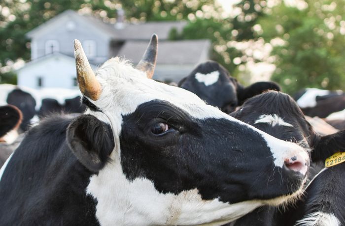 Balanced cattle feeding