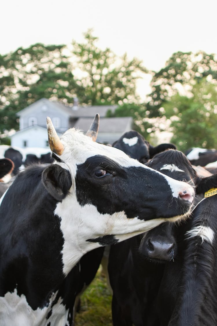 A Holstein Friesian Cow With Horns