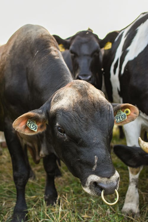 動物, 動物攝影, 哺乳動物 的 免費圖庫相片