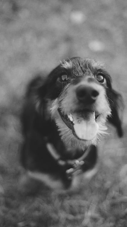 Gratis lagerfoto af Gravhund, hund