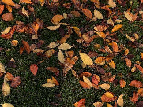 Close-up view of autumn leaves scattered on green grass, showcasing a warm fall palette.