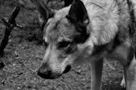 野外灰狼的黑白特写肖像