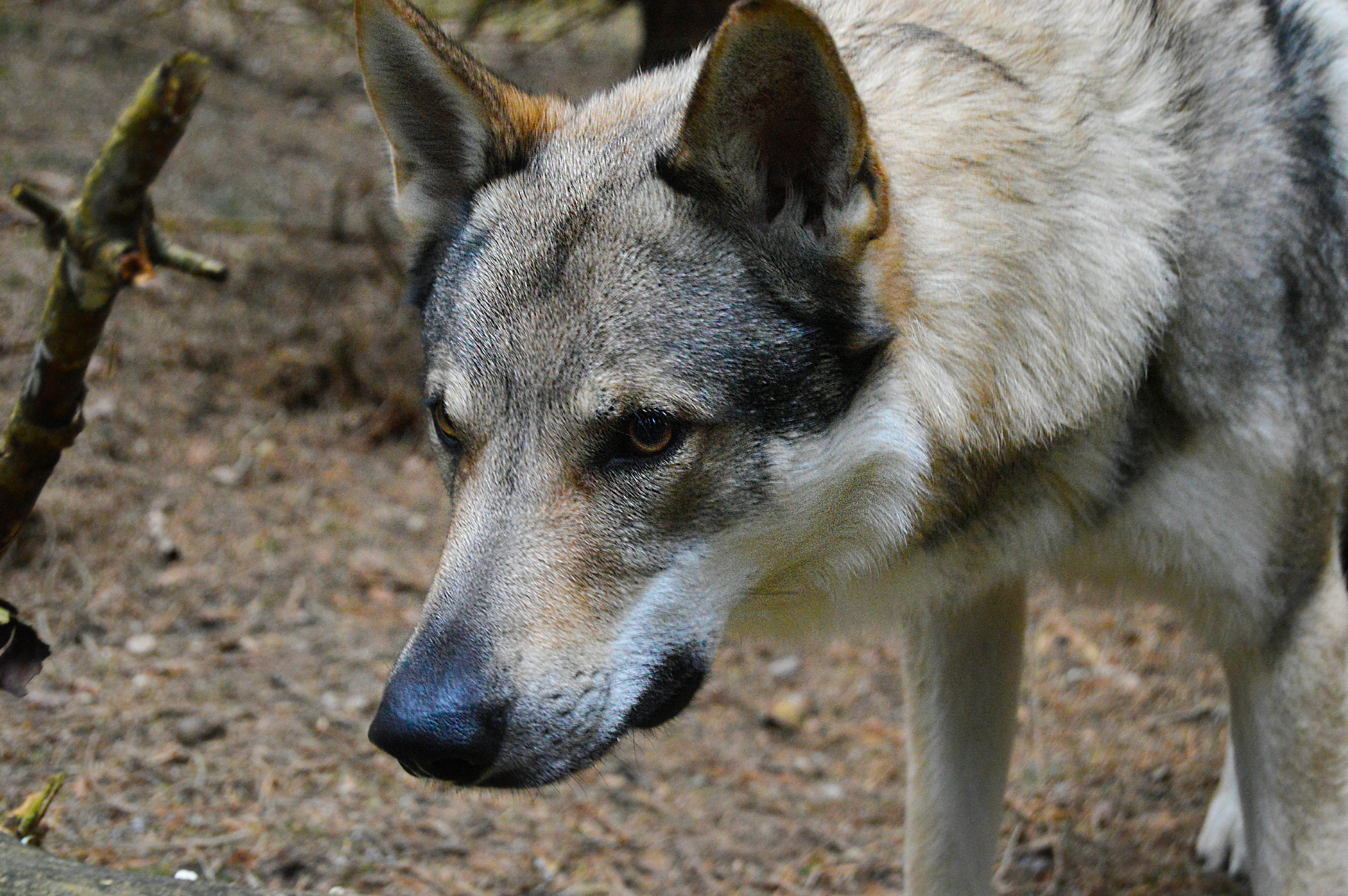 オオカミ犬 ブビネク 灰色オオカミの無料の写真素材