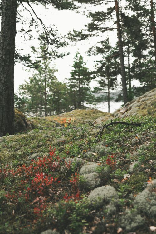 Free A tranquil forest scene in Karelia, Russia with moss and trees. Stock Photo
