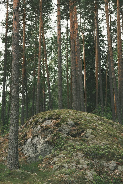 Darmowe zdjęcie z galerii z las, natura, pnie