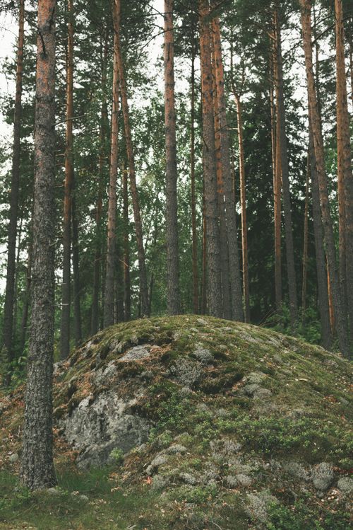 Free Captivating view of tall trees in a lush forest in Karelia, Russia, showcasing nature's beauty. Stock Photo