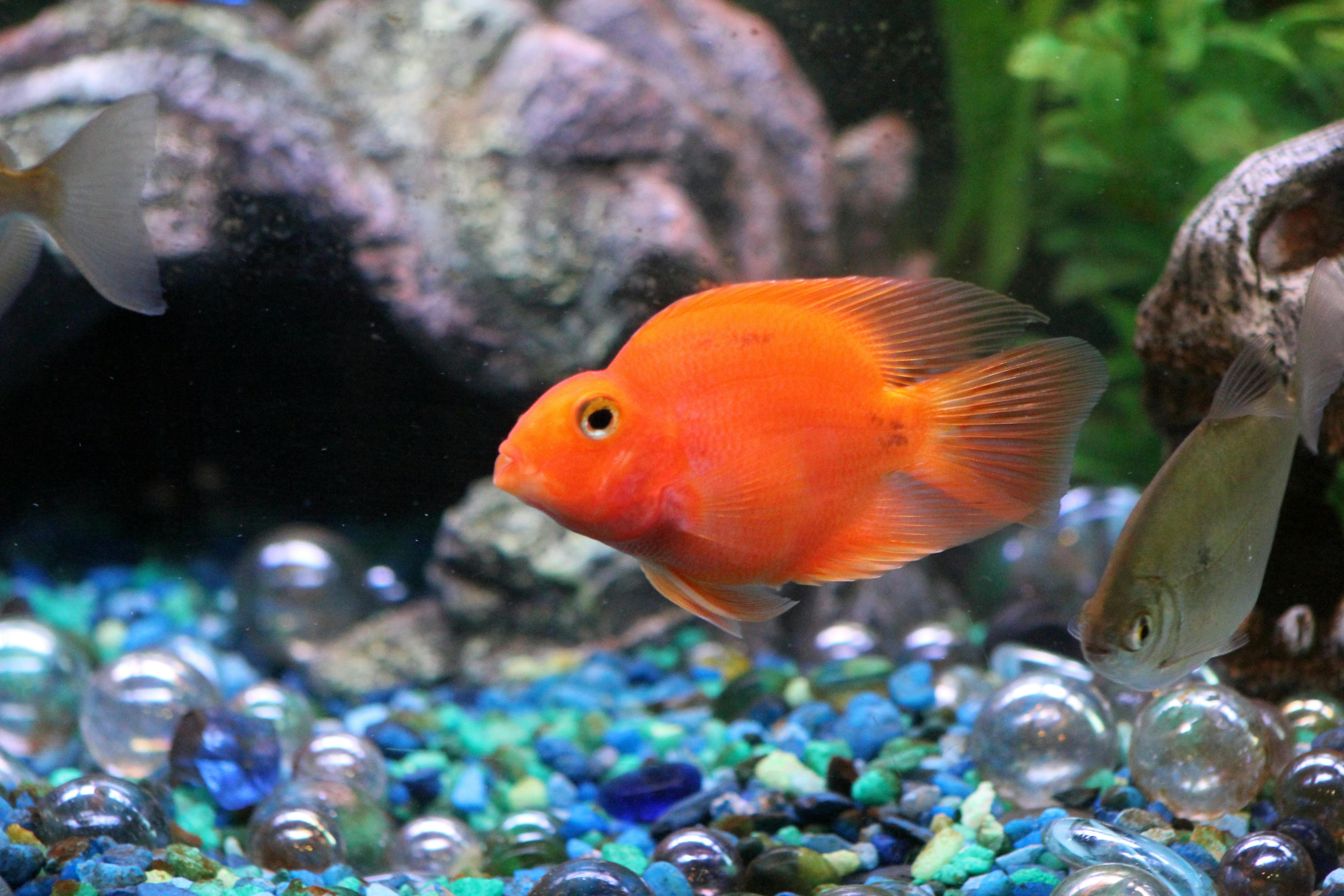 Free stock photo of orange fish aquarium