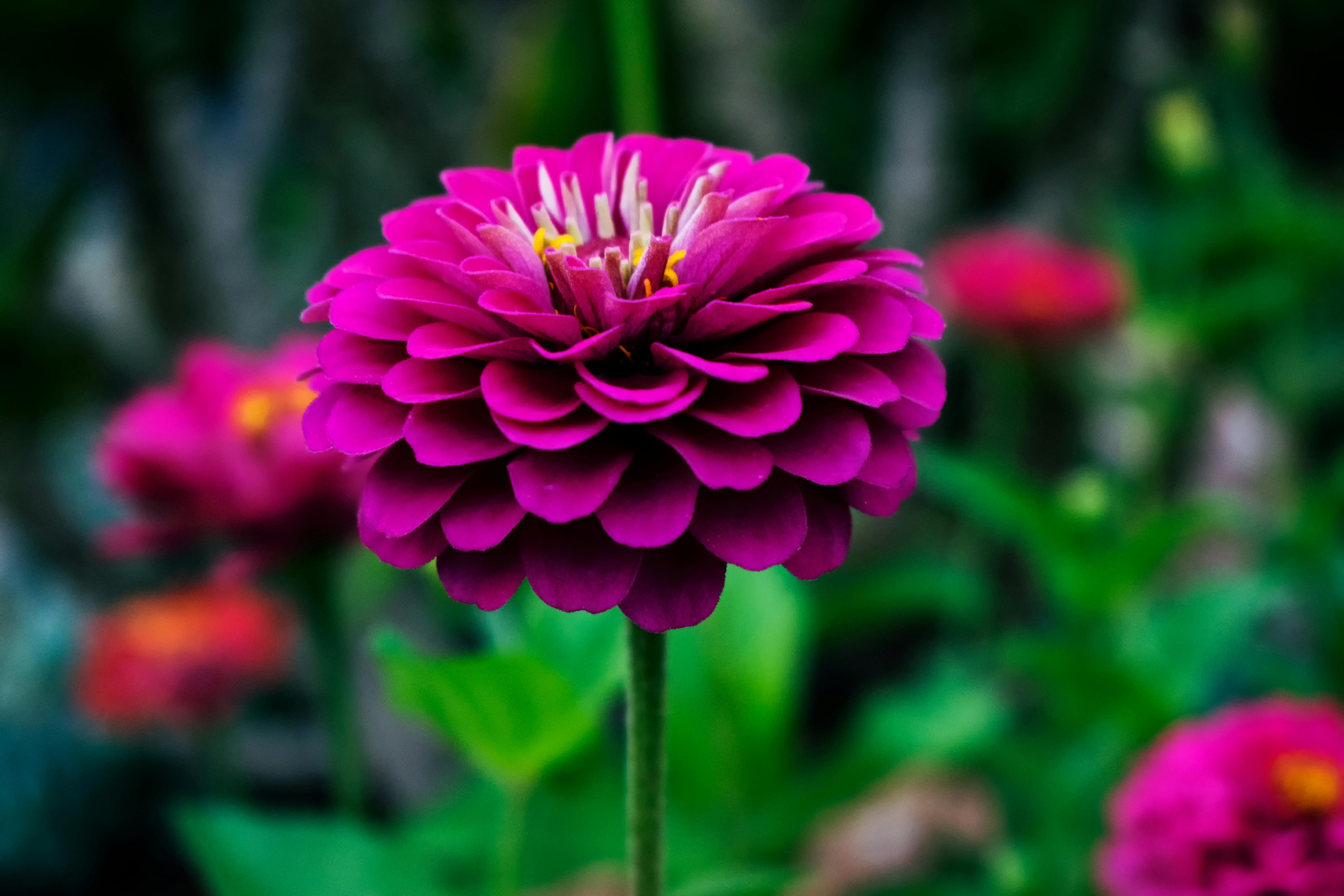 Macro Photography Of Red Petal Flower Free Stock Photo