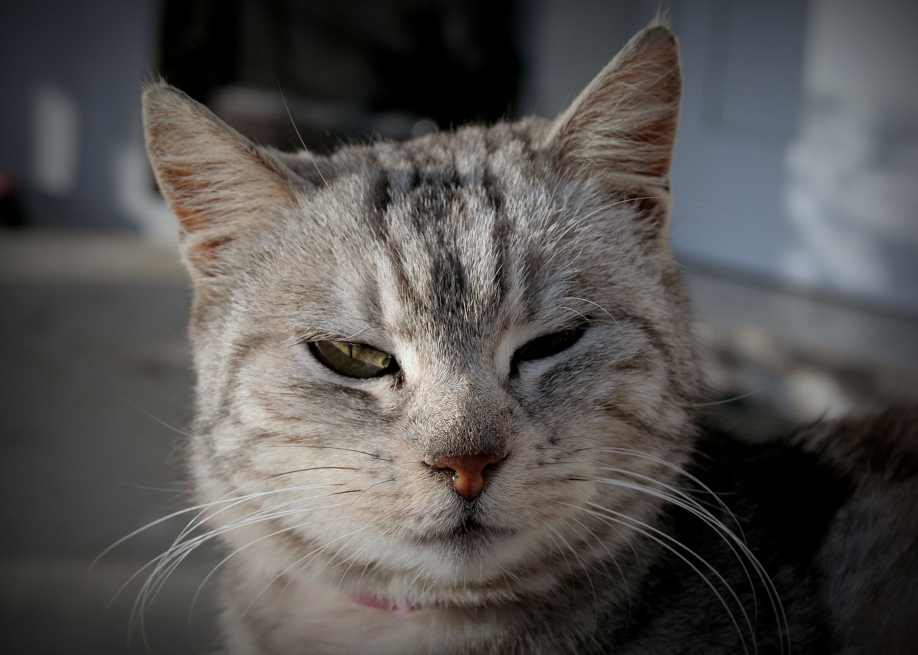 Veterinary care for a cat