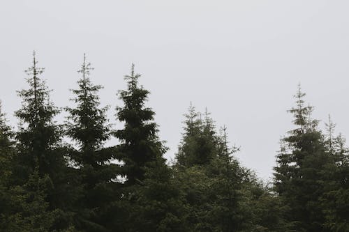Бесплатное стоковое фото с вечнозеленый, деревья, на открытом воздухе