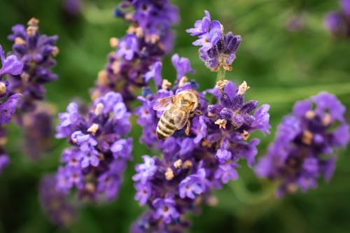 Free A Bee on Lavender Flowers in Tilt Shift Lens Stock Photo