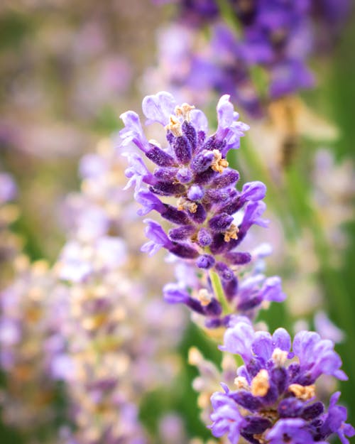 Purple Flower in Tilt Shift Lens