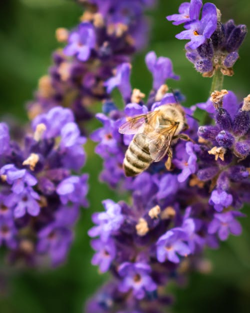 Foto profissional grátis de abelha, artrópode, empoleirado