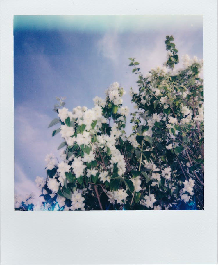 Polaroid Picture Of White Flowers On A Tree 