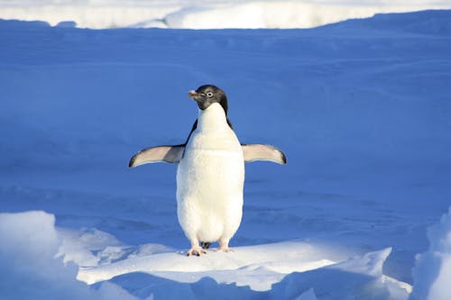 grátis Fotografia Aproximada De Pinguim Na Neve Foto profissional