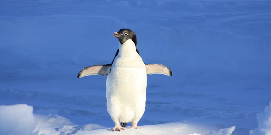Er en pingvin en fugl?