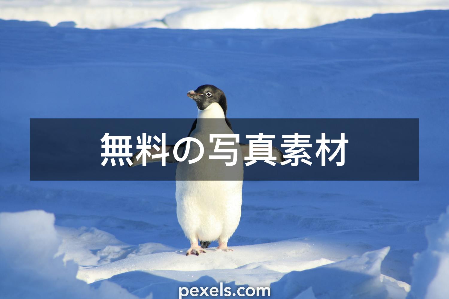 319 以上の無料ペンギン画像