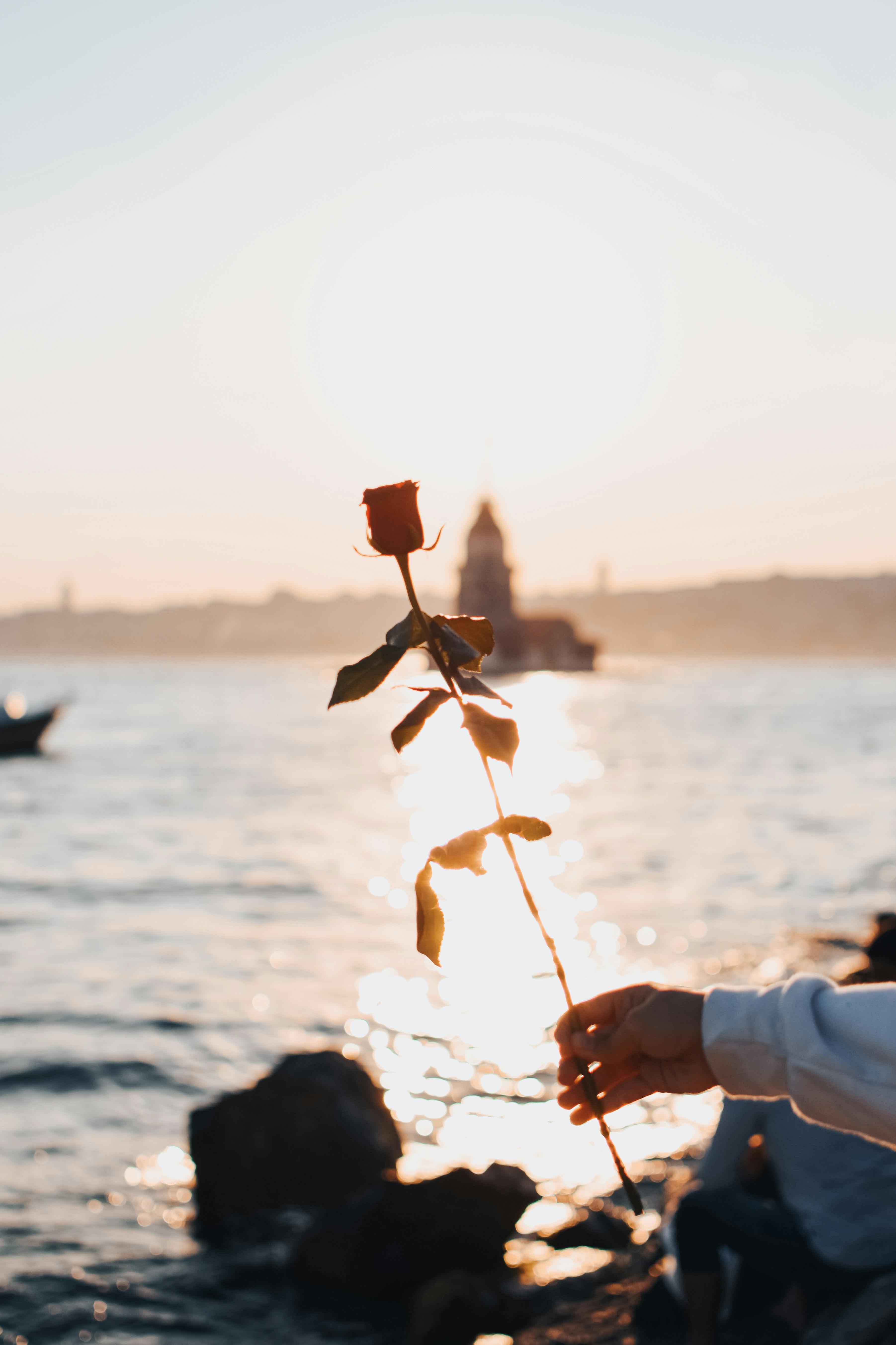 A hand holding a rose during a scenic sunset at the sea, creating a romantic atmosphere.