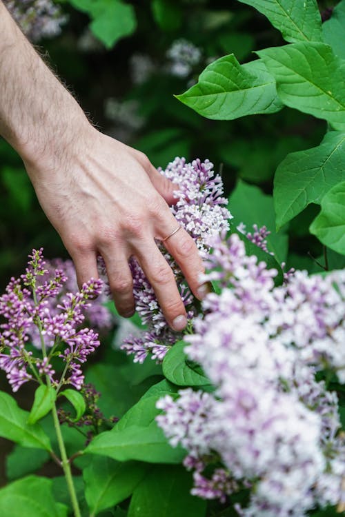 Gratis arkivbilde med anlegg, blomster, flora