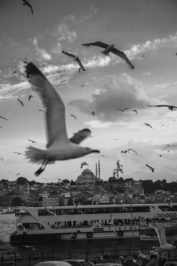 Cityscape Of Istanbul With Seagulls Flying Over The City 