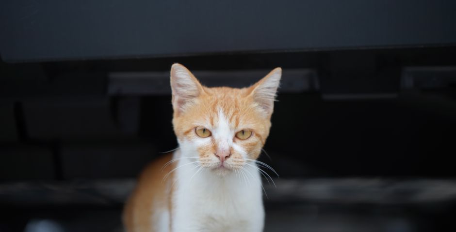 A cat sheltering under a vehicle — strays resting under the house drop flea eggs into the soil