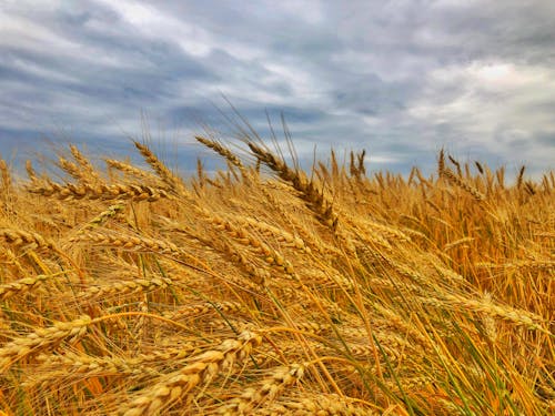 Brown Wheat Field Under Cloudy Sky