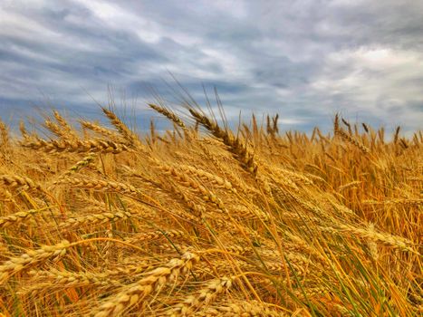 Wheat Prices Plummet as Rainfall Boosts Production Outlook