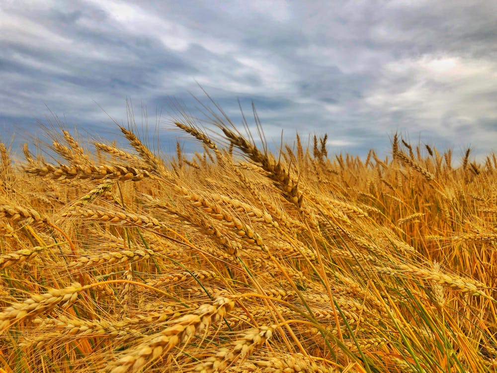 大麥, 小麥, 牧場 的 免費圖庫相片