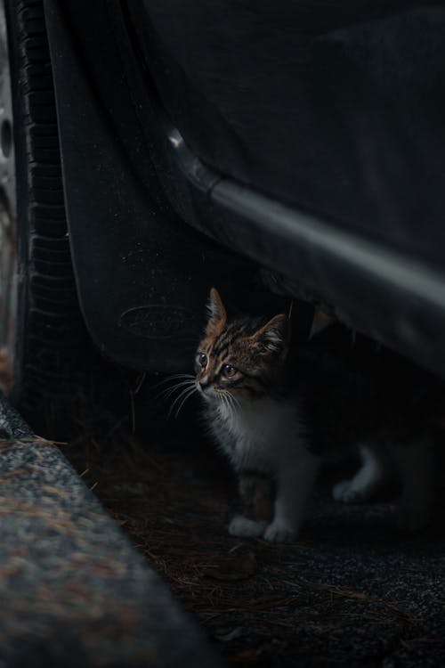 Fotos de stock gratuitas de animal, felino, fotografía de animales