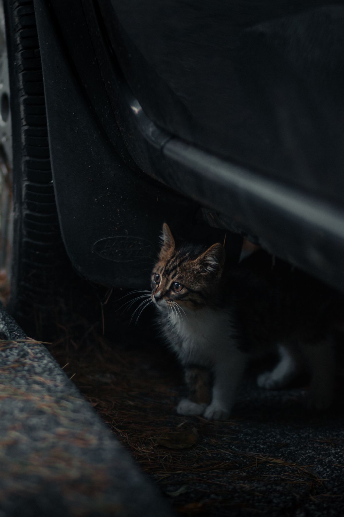 Kayıp Kedi veya Köpek Nasıl Bulunur? 2026 Arama Rehberi - Görsel 1